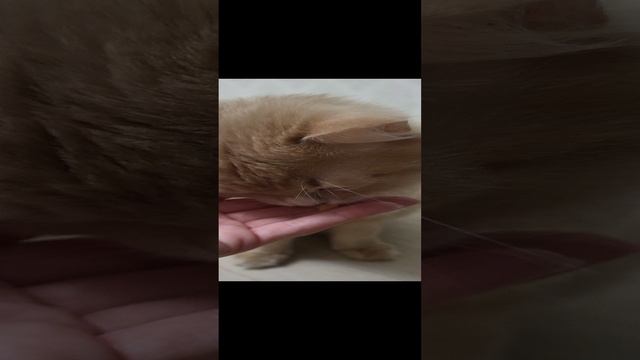 Персик🐱 и сыр🧀 смотреть онлайн