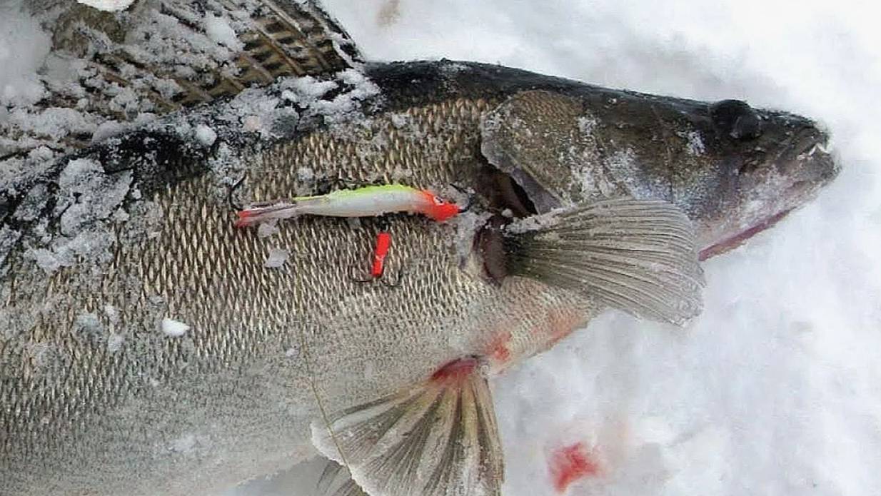 Тренеруемся ловить Берша! смотреть онлайн
