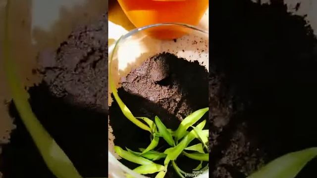 КАК СДЕЛАТЬ ТРОПИЧЕСКИЙ АКВАРИУМ??? смотреть онлайн