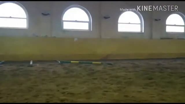 Жеребец Прилив, 2016 г.р., Пэтриот - Вальвация - Воятель. Напрыгивание. смотреть онлайн