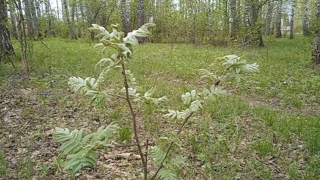 Вспомним лето. Природа Сибири летом смотреть онлайн