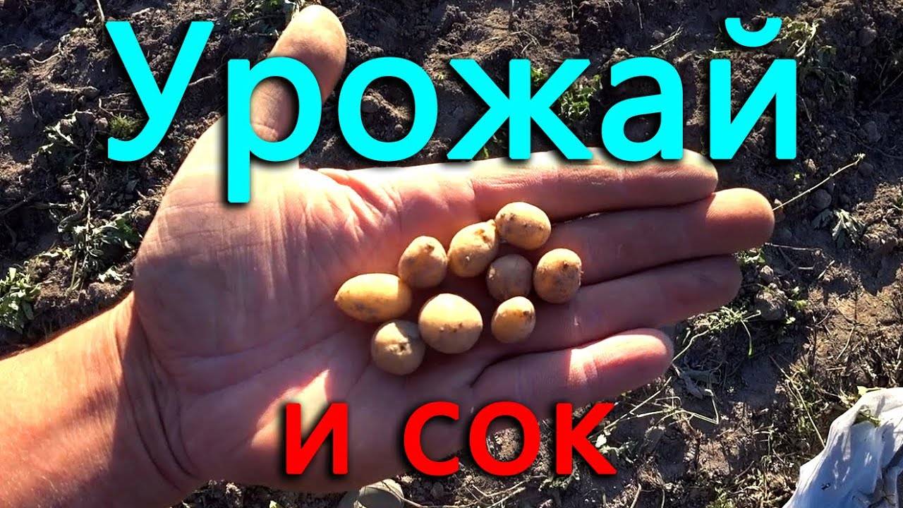 Собрали урожай картошки и решили, что надо меньше сажать. Отжали сок из островных яблок смотреть онлайн