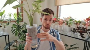 Фитильный полив. Что? Как? Зачем? Для аглаонем, алоказий, спатифиллума и многих других.