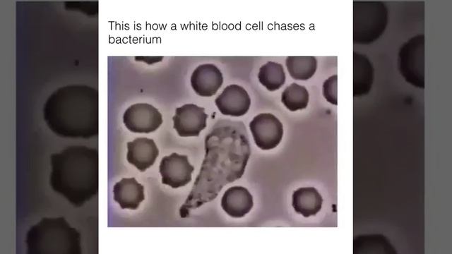 Amazing Phenomenon how WBC engulf bacterium смотреть онлайн