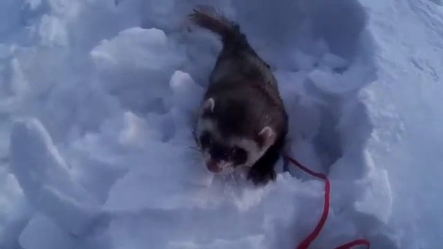 ХОРЁК НА УЛИЦЕ^^ смотреть онлайн