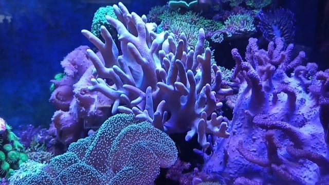 "Калипсо Аква" смотреть онлайн