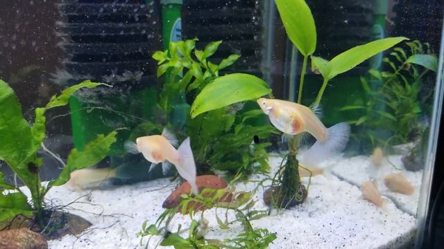 The Best Albino Blue Topaz Guppies смотреть онлайн