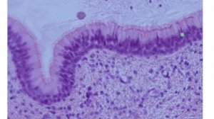 Консультация 1 коллоквиуму | Глинкина В.В.