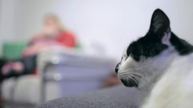 Mi a FELIWAY CLASSIC? смотреть онлайн