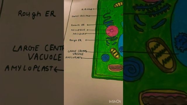 Diagram of animals and plant cells смотреть онлайн