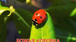 Малыш учит насекомых с Мишей