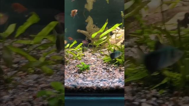 есть просят смотреть онлайн