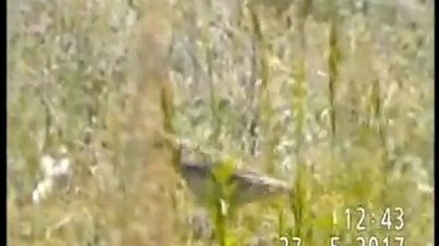 МЕЖДУ НЕБОМ И ЗЕМЛЁЙ ЖАВОРОНОК ПОЛЕВОЙ смотреть онлайн