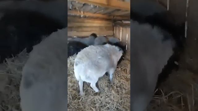 Продажа Баранов Дорпер Кая, посёлок Конезаводский, Омск, воцап 89658788009 звоните. смотреть онлайн