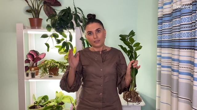 Что делать чтоб у замиокулькаса НЕ вытягивались листья. Секреты выращивания замиокулькаса. смотреть онлайн