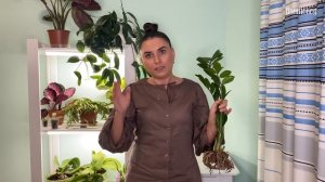 Что делать чтоб у замиокулькаса НЕ вытягивались листья. Секреты выращивания замиокулькаса.