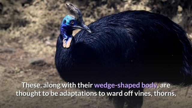 Cassowary || Description, Characteristics And Facts!