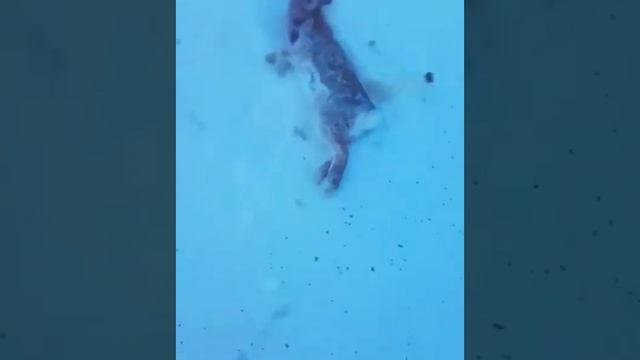 Горностай уволок зайца смотреть онлайн