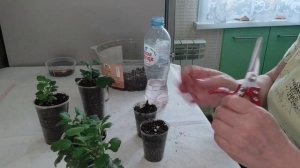 Черенкование хризантемы - супер способ размножения