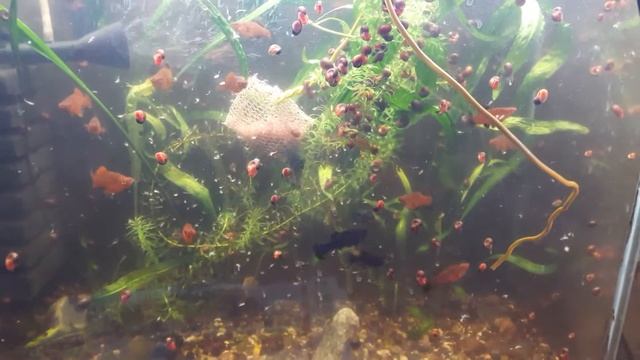 Корм не мутит воду смотреть онлайн