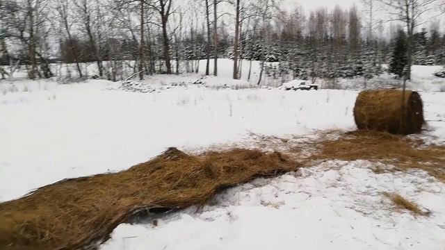 Красотки - коровки! смотреть онлайн