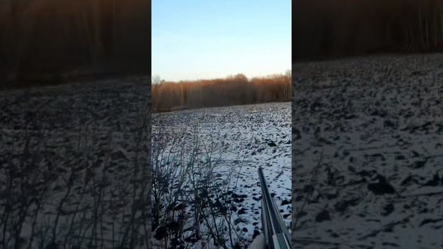 Косули охота смотреть онлайн