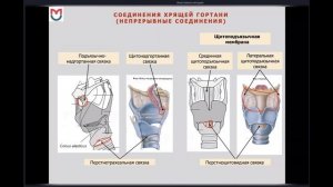 ДЫХАТЕЛЬНАЯ СИСТЕМА (ЛЕКЦИЯ ПО АНАТОМИИ)