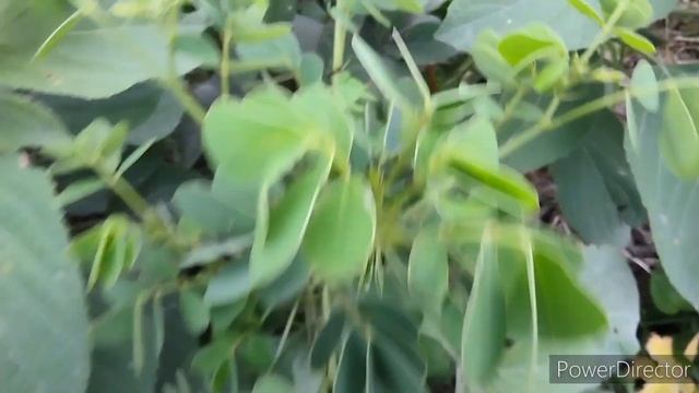 Review Vlogs | Natural Scene | Paromita pori , rituparna sen, Srilekhas vlog, Borsha Rani, shila ro смотреть онлайн