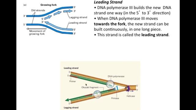 DNA Replication Video Check-in