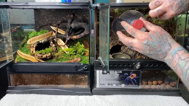 Pterinopelma sazimai: The Brazilian Blue Tarantula get a beautiful new enclosure смотреть онлайн