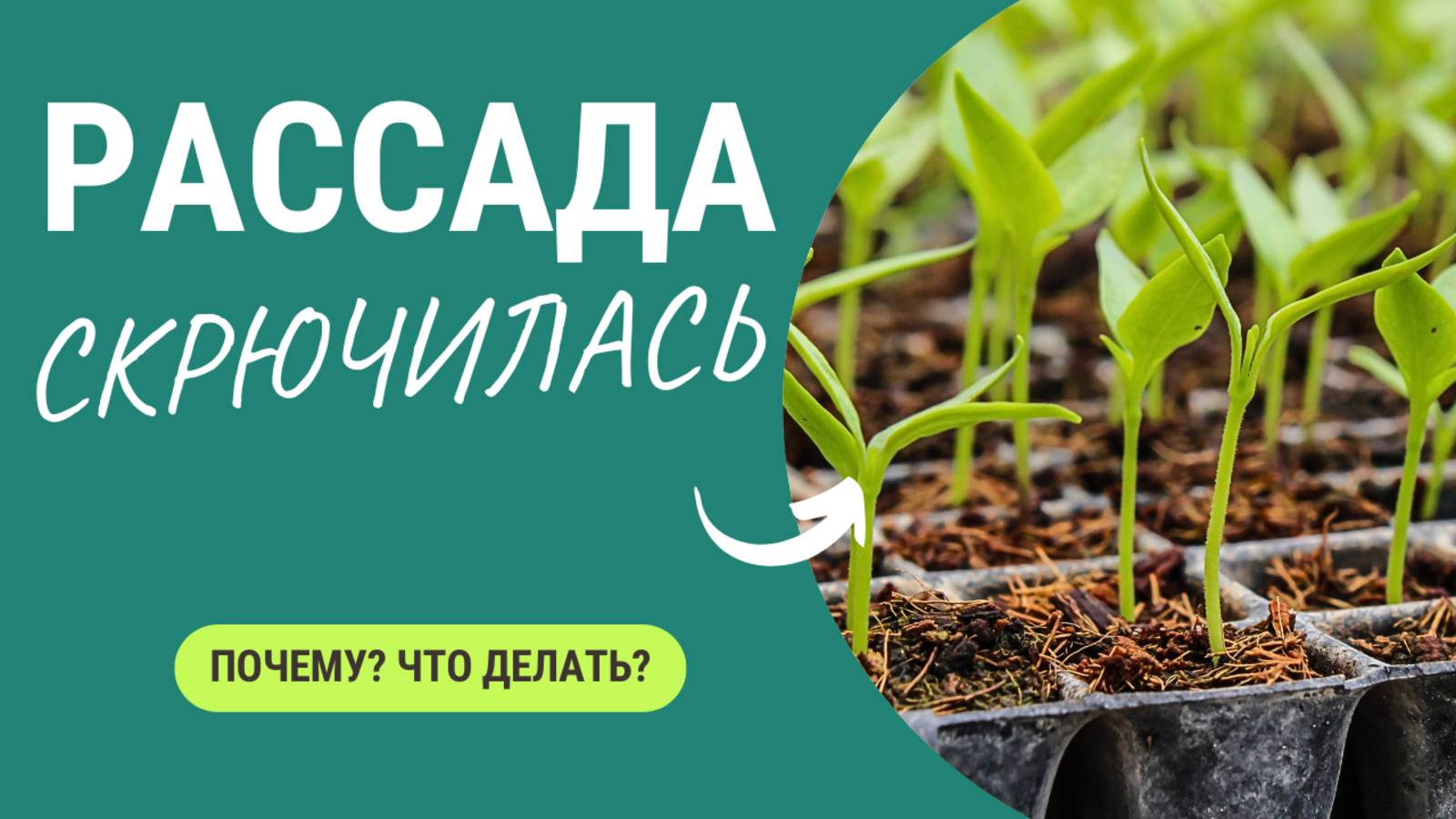 Что-то происходит с рассадой! Как исправить? смотреть онлайн