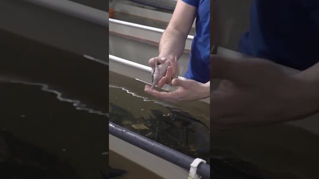 Какой малек лучше? смотреть онлайн
