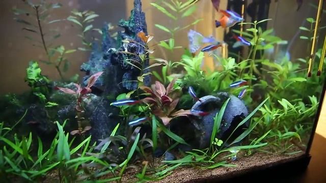 Aquarium et musique zen, relaxation, bien être, relaxante: Neon platy et guppy смотреть онлайн
