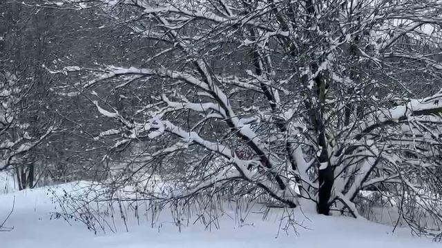 Видео смотреть онлайн