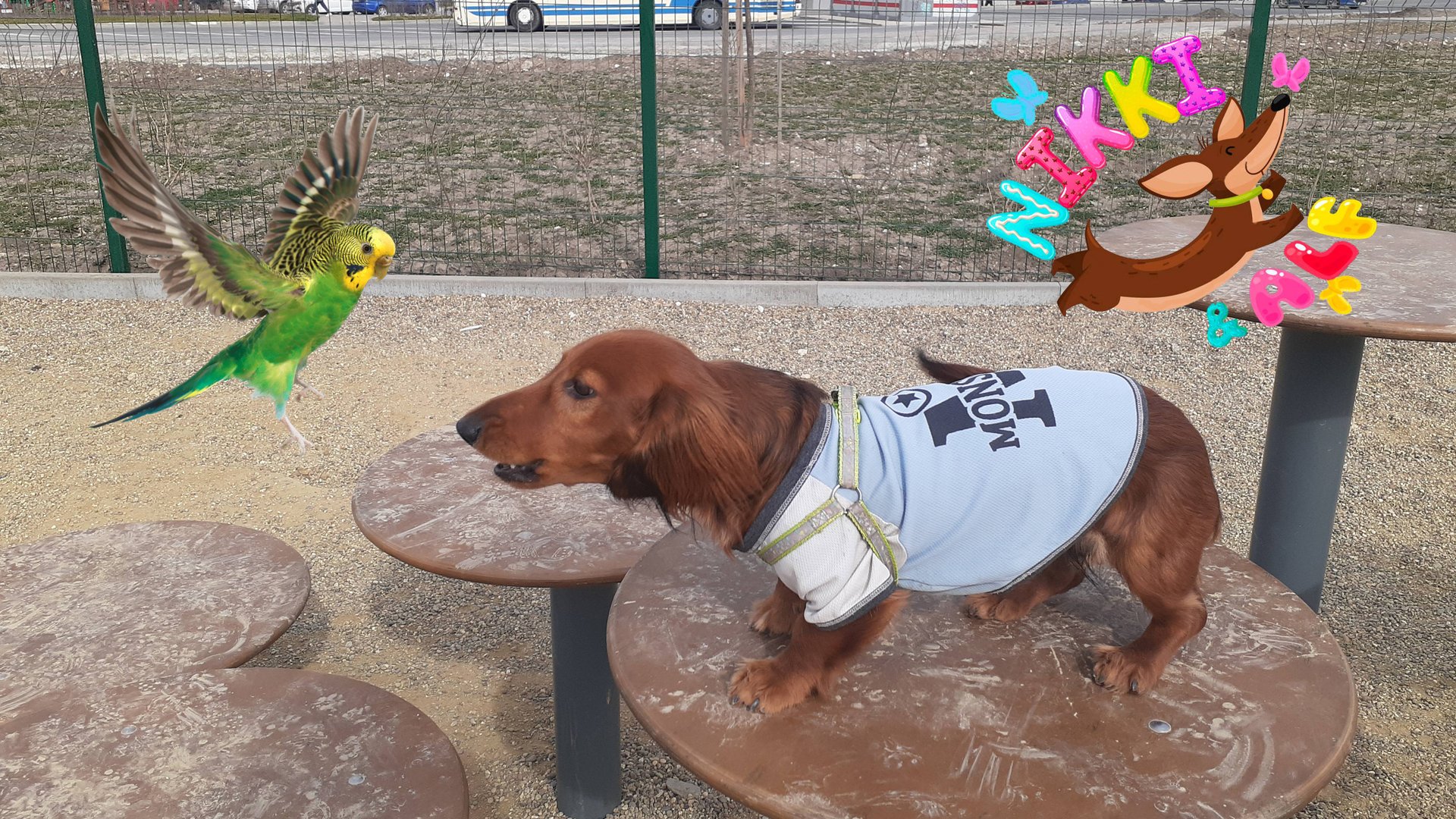 Попугай пугает таксу смотреть онлайн