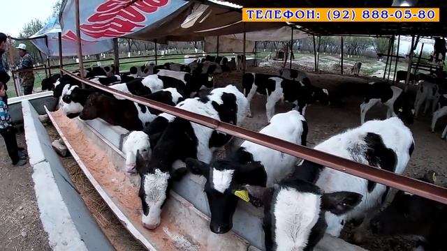Новосчахо аз шахри БАРНАУЛ омад, барои фуруш тайёр, ГОЛШТИН. Тарзи нигохубин. смотреть онлайн