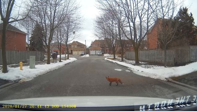 Fox Crossing The Road смотреть онлайн