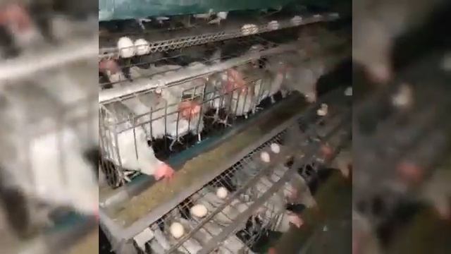 несушка#сенди#сотувда#nisushka sendi#17ming cymdan#15.000dona bor#+998911234653 смотреть онлайн