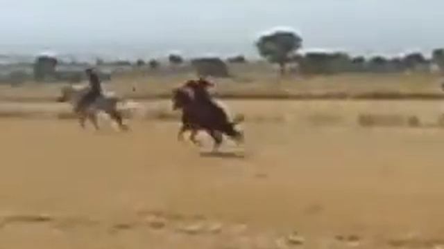 Турки  Cirit  копья (atlımızrak)  Omurca.flv