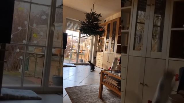 спрятали елку от котов смотреть онлайн