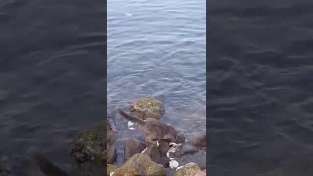 кот рыбак смотреть онлайн