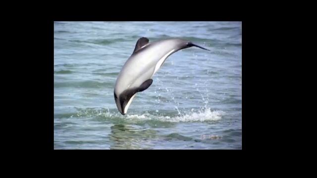 Hectors Dolphin