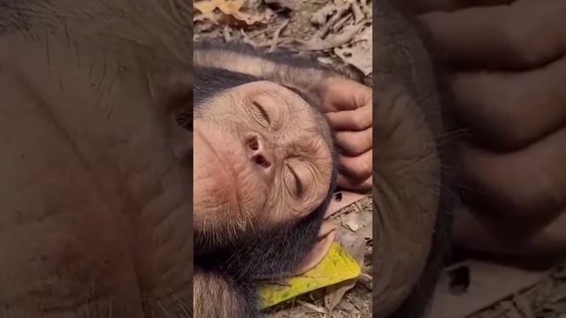 Обезьяна спит смотреть онлайн