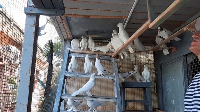 3. Третий фильм Андижанские (узкочубые)