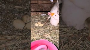 Забрали гусят у гусыни. По многочисленным советам, принято решение забрать гусят.