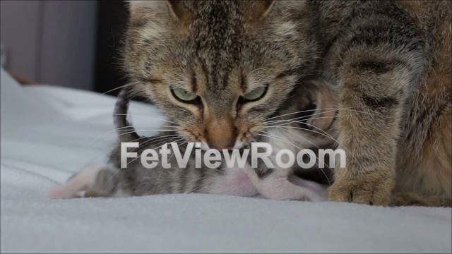 Caring mother cat carry a newborn blind kitten in her mouth смотреть онлайн