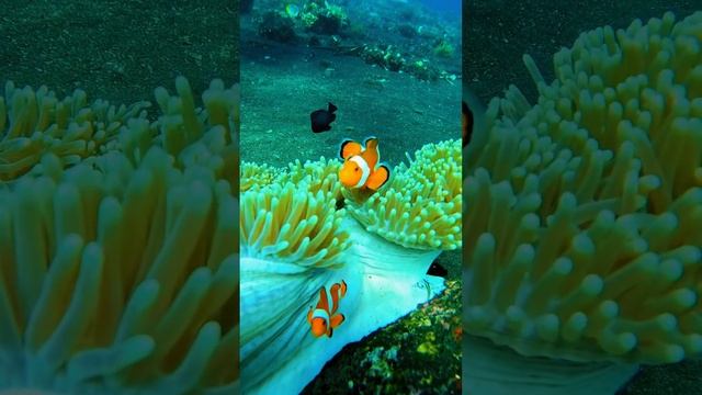 поющие рыбки-клоуны #подводныймир #дайвингбали