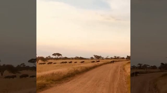 Wildebeest  Migration  in  Tanzania