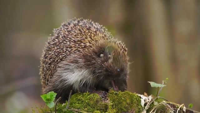 Animals Immune to Snake Venom: Nature’s Miracles! смотреть онлайн