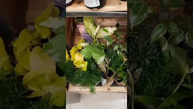 Москва: наконец-то пришла весна! • Покупаю комнатные растения и проростки (дешевле в Перекрестке)